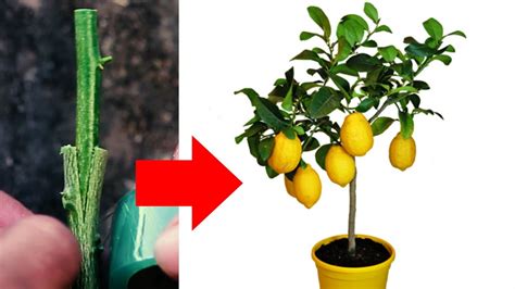 How to graft dwarf citrus trees
